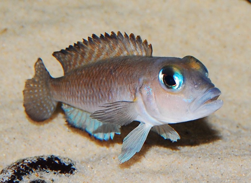 Lamprologus sp. 'ornatipinnis zambia'